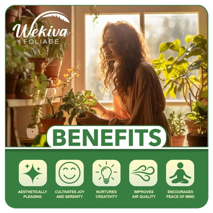 Brogdon Avocado Tree - Grafted - Live Plant in a 3 Gallon Growers Pot - Persea Americana - Beautiful Edible Fruit Bearing Tree for Patio and Garden 1
