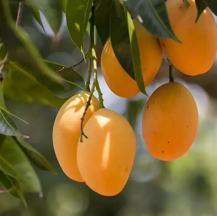 Extra-SweetSuperior Pink Mangofor seeds