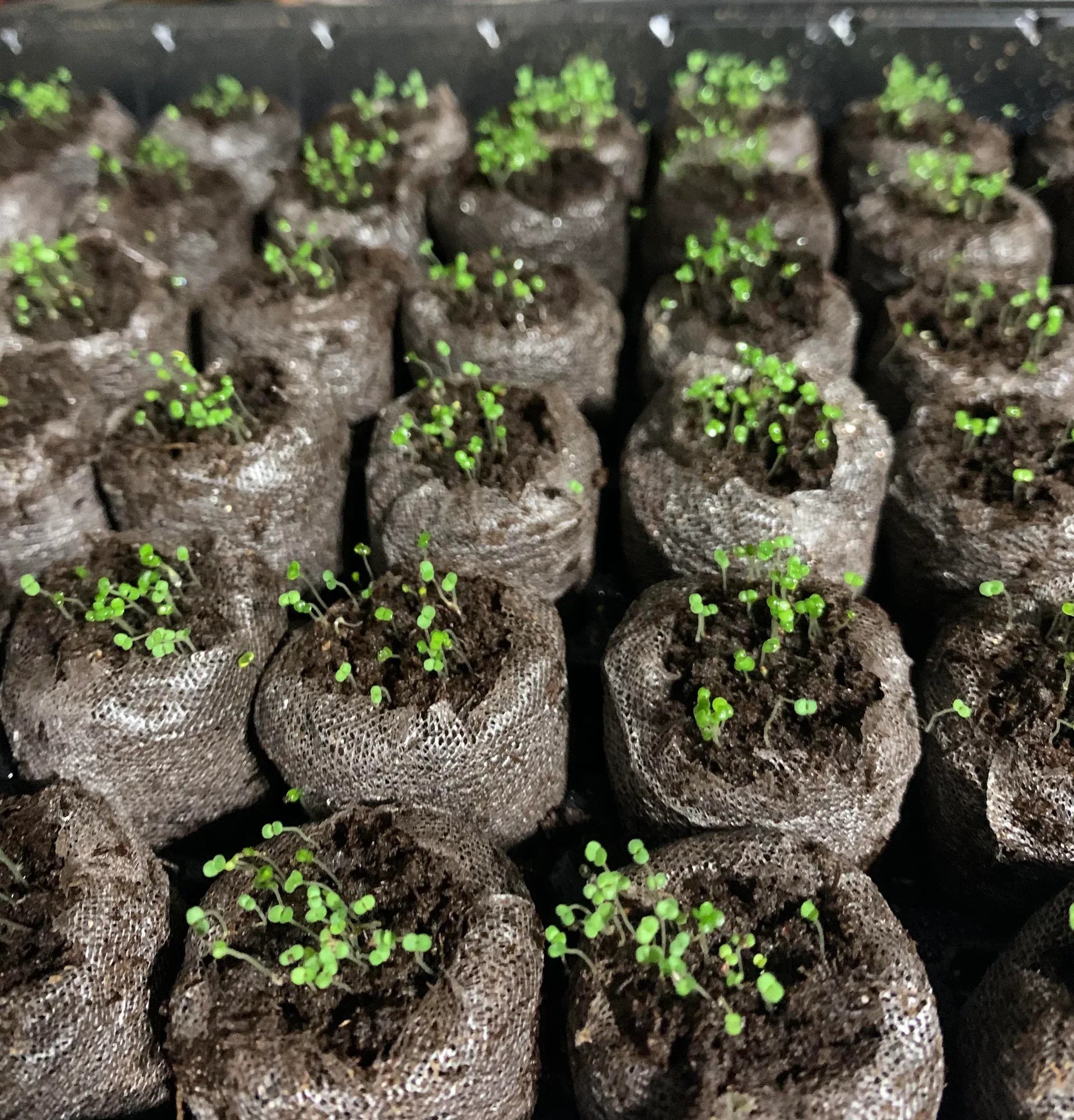 Creeping Thyme Homegrown SeedsEasy to Plant and Grow Non-GMOPerennial Flower Premium Seeds