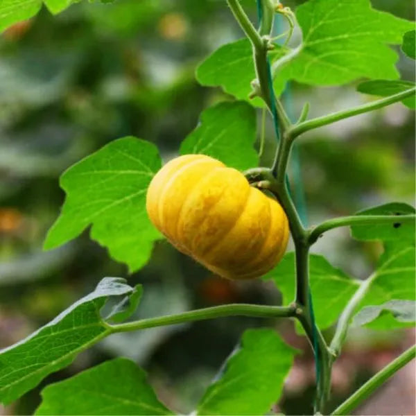 Rare Pumpkin Seeds Various Shapes Novel Sweet Pumpkin Organic Non-GMO Vegetables Fujimoto Plant For Home Garden Plants