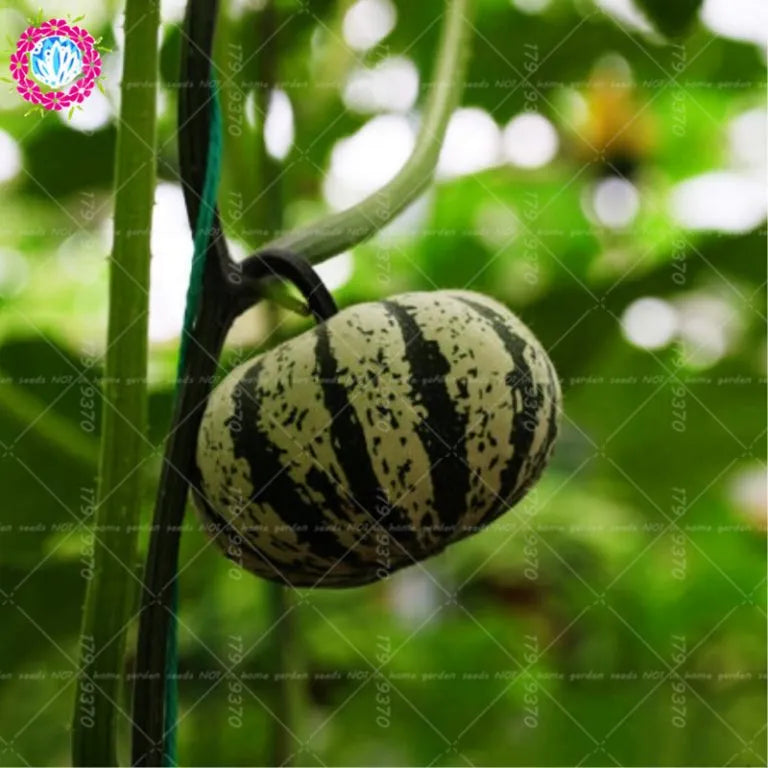 Rare Pumpkin Seeds Various Shapes Novel Sweet Pumpkin Organic Non-GMO Vegetables Fujimoto Plant For Home Garden Plants