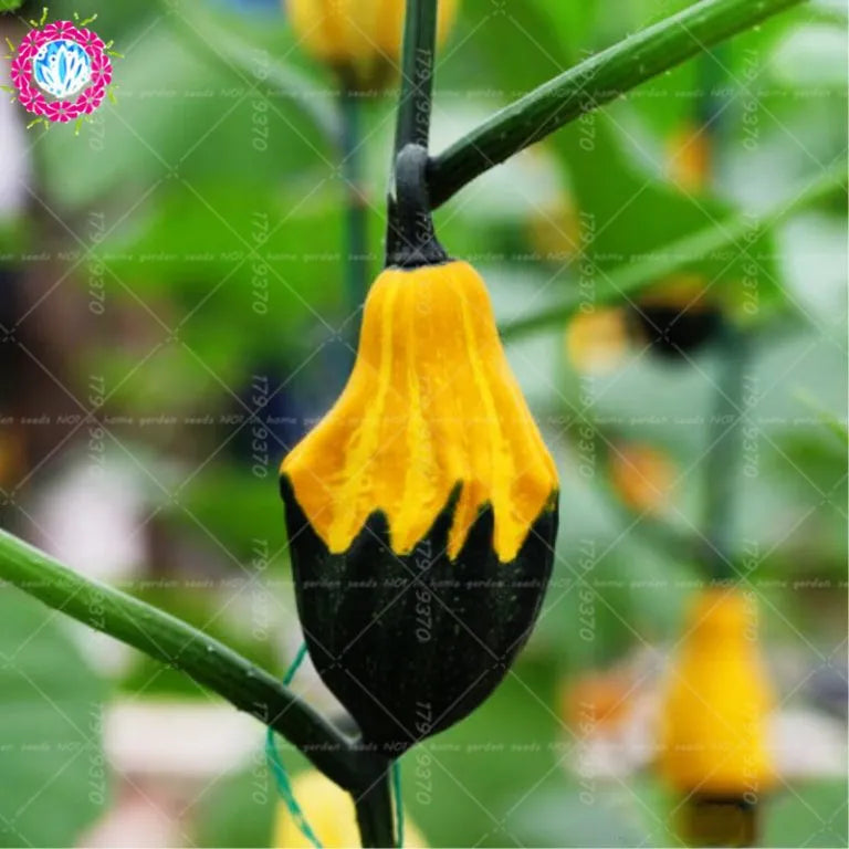 Rare Pumpkin Seeds Various Shapes Novel Sweet Pumpkin Organic Non-GMO Vegetables Fujimoto Plant For Home Garden Plants