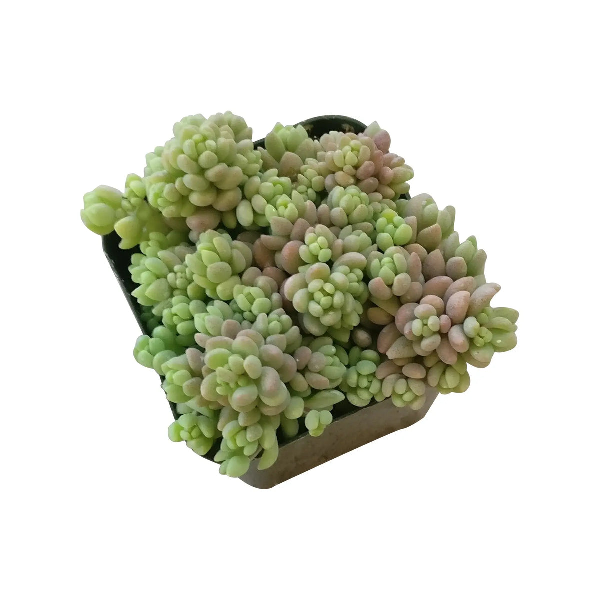 Sedum Minor Succulent Plant – Live Mini Succulent for Pots, Terrariums & Home Décor