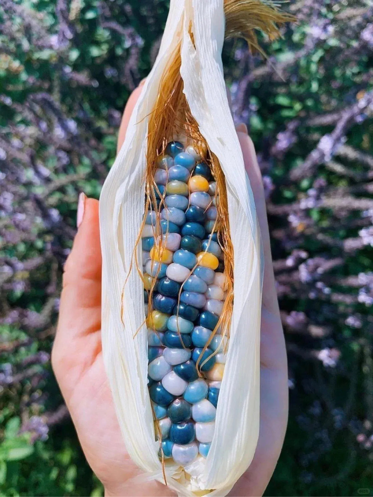 Decorative Corn Gem corn Seeds