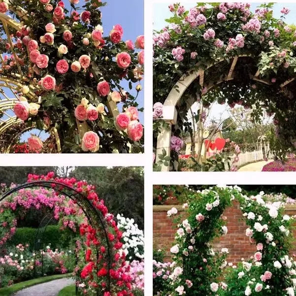 💐Beautiful Climbing Rose Seeds