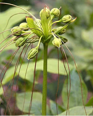 Tacca leontopetaloides, Green Bat Flower - seeds