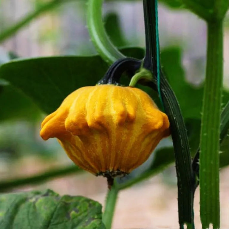 Rare Pumpkin Seeds Various Shapes Novel Sweet Pumpkin Organic Non-GMO Vegetables Fujimoto Plant For Home Garden Plants
