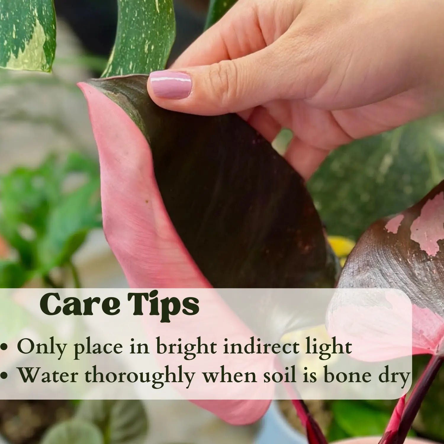 Philodendron Pink Princess– Compact Indoor Houseplant with Pink Variegated Foliage