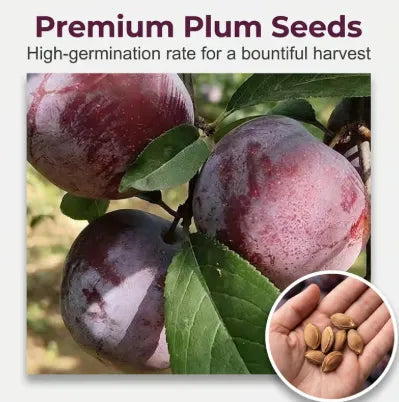 Non-GMOGrafted Plum TreeLive seedling