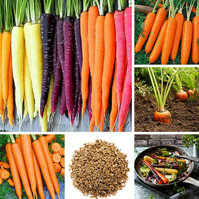 Carrot Seeds