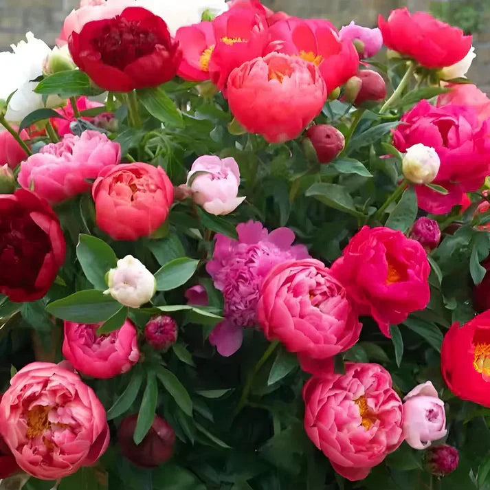 🌸 Double Climbing Peony Vine Hardy Perennial Garden Climber for Indoor & Outdoor Beauty