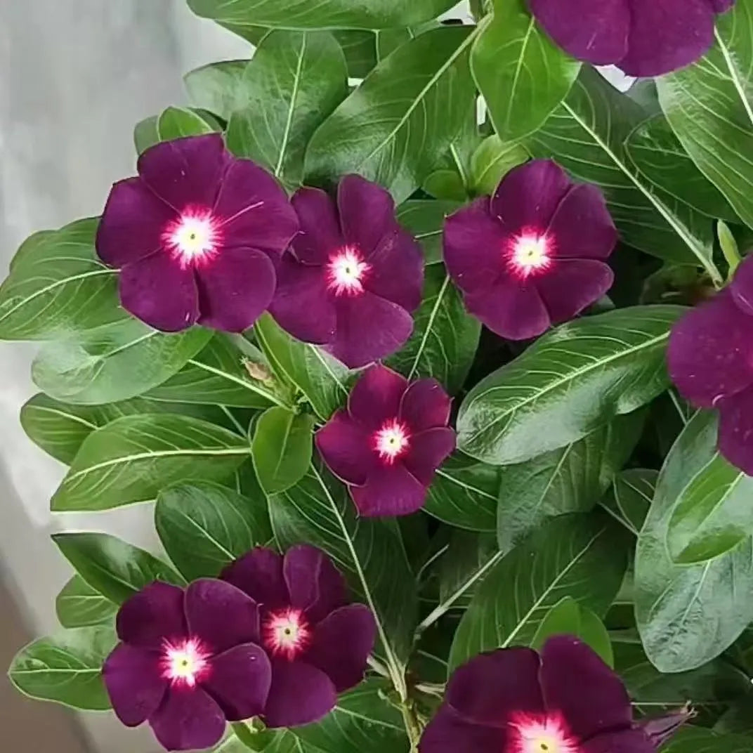 A must-have for beginners—fill your balcony or small courtyard with blooming flowers.
