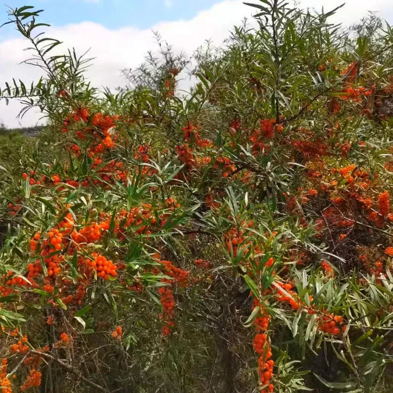 Grafted Sea Buckthorn Sapling: Superfood Berry Bush, Cold Hardy Edible Landscaping Plant