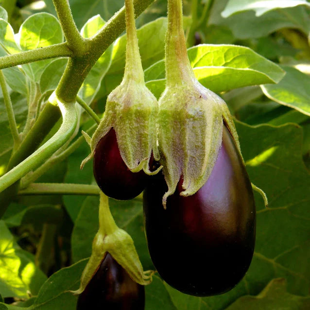 Eggplant Black Beauty | Two Live Plants | Non-GMO | Heirloom Variety | High Yield, Heat Tolerant