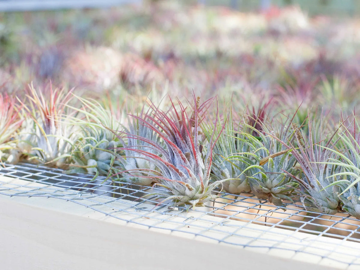 Tillandsia Ionantha Air Plant Combo Pack