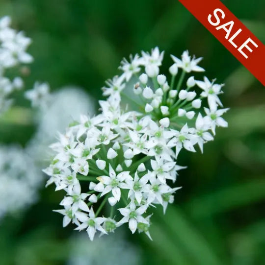 GARLIC CHIVES SEEDS