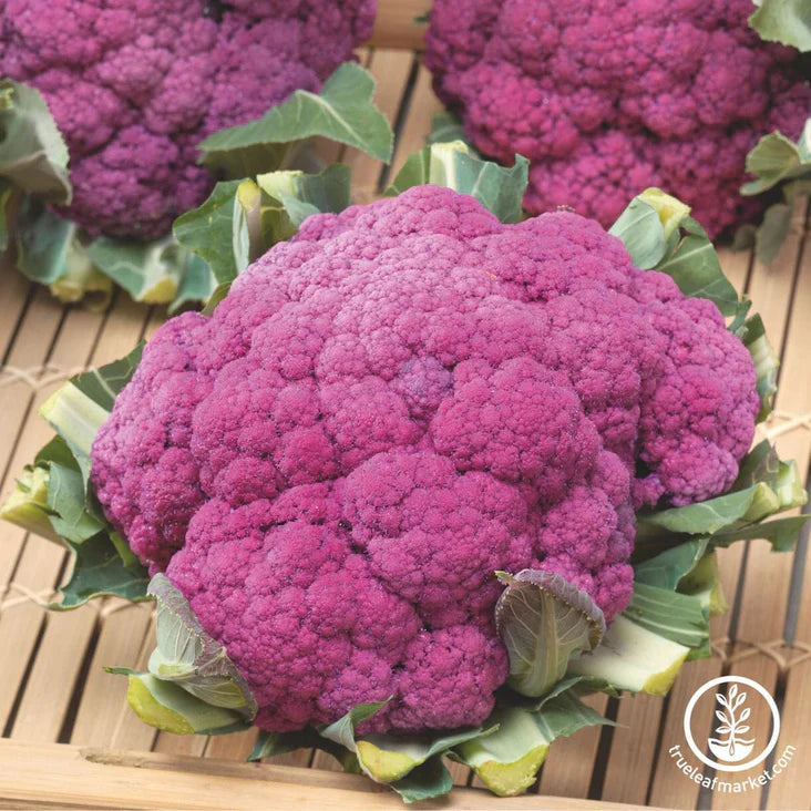 Cauliflower Seeds - Purple of Sicily