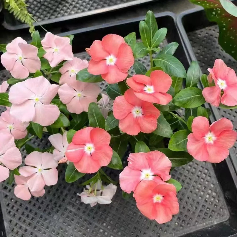A must-have for beginners—fill your balcony or small courtyard with blooming flowers.