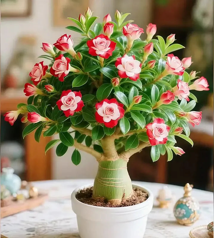 🇺🇸 Celebrate America’s 250th – Red, White & Blue Desert Rose (Adenium) Seedlings