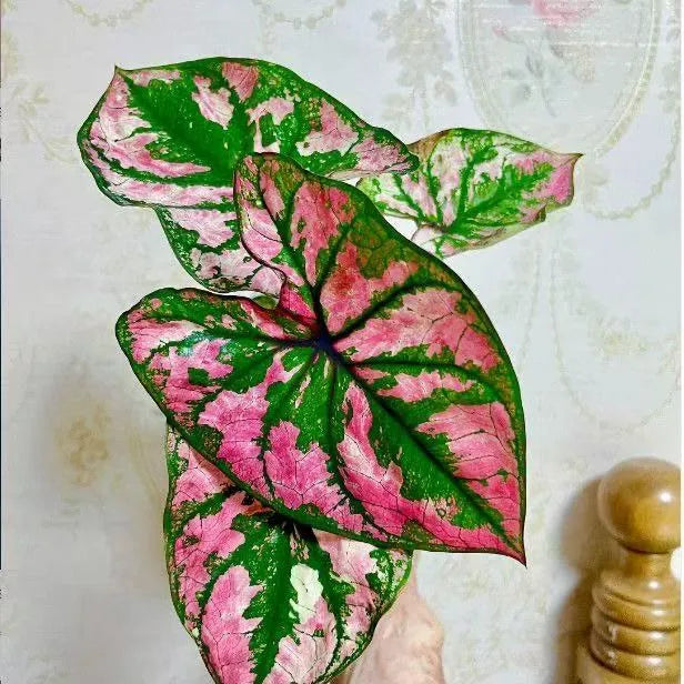 Seeds | Rare Variegated Caladium, Easy-Care Indoor Foliage Plant for Home & Balcony
