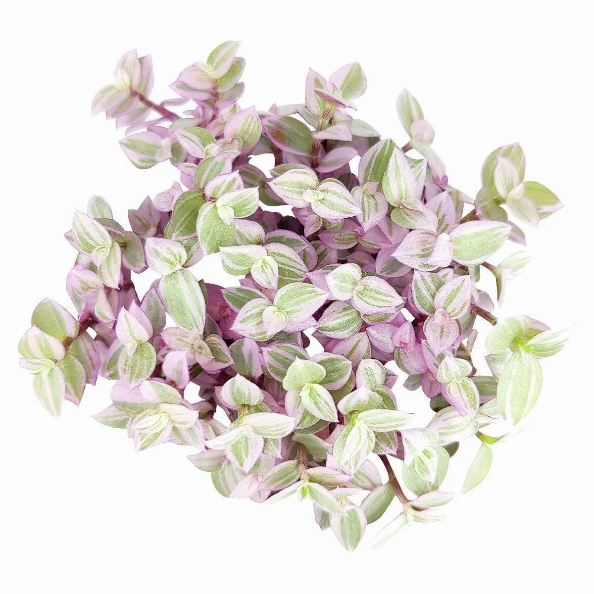 Pink Lady (Turtle Vine) - Pink Panther Plant