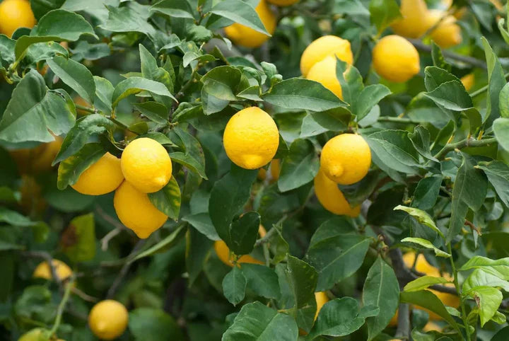 Bonsai Lemon Tree Seeds (Citrus limon)