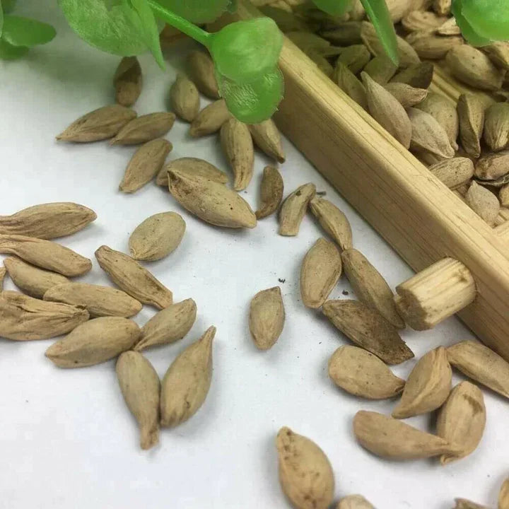 Bonsai Lemon Tree Seeds (Citrus limon)