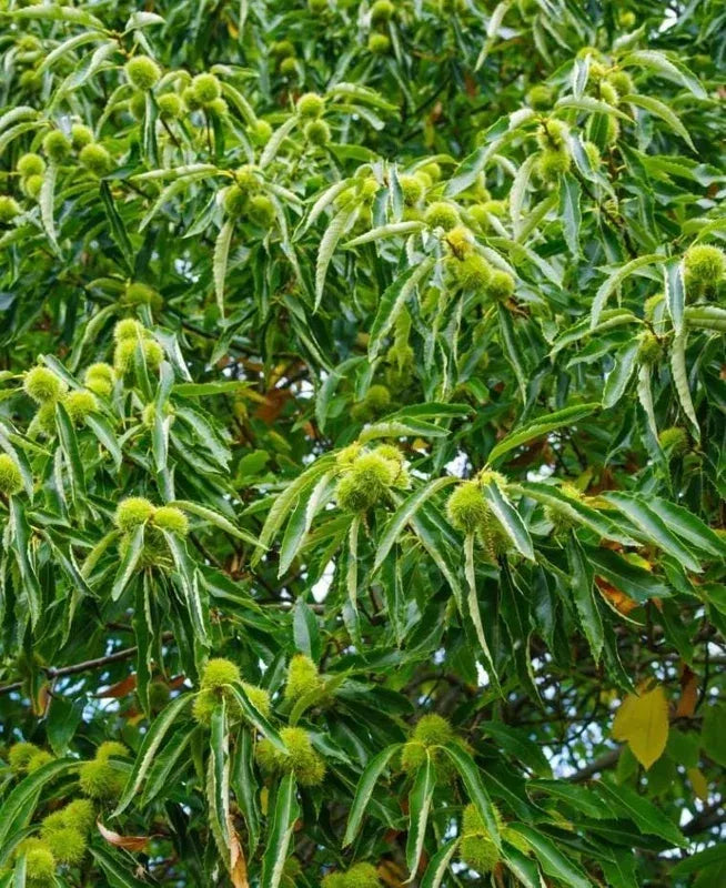 Chestnut Trees Live Plants – Seedlings