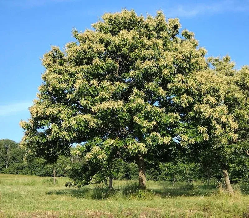 Chestnut Trees Live Plants – Seedlings