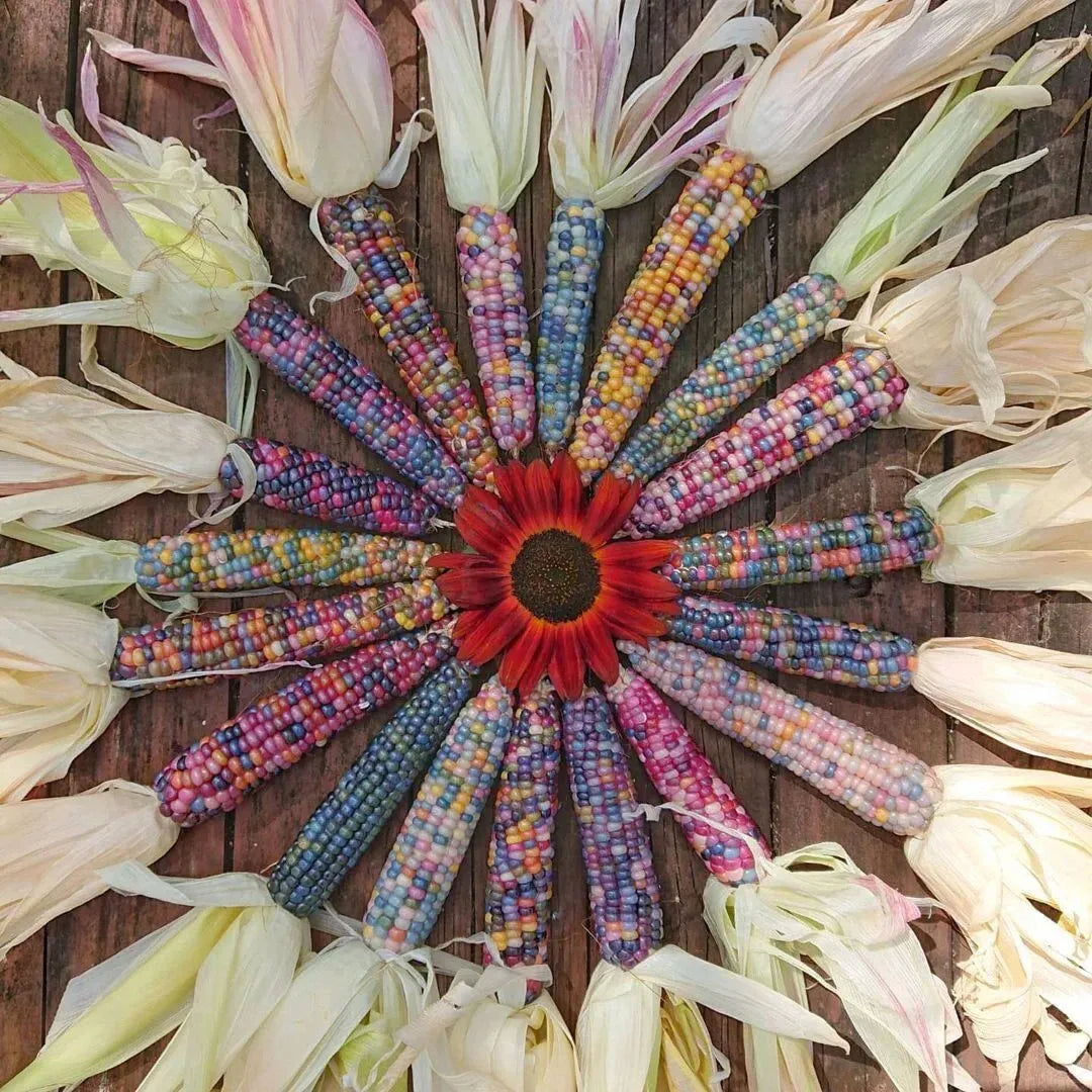 Decorative Corn Gem corn Seeds