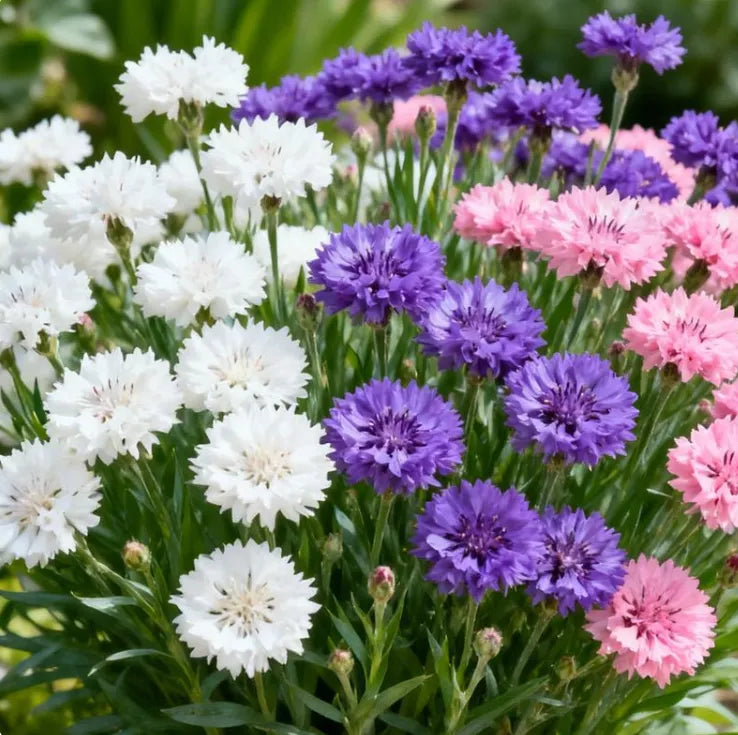 🌱Premium Cornflower Seeds - The"Unstoppable" Wildflower That GrowsAnywhere