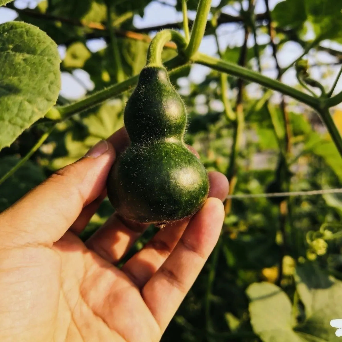 Mini Bottle Gourd Seeds, Small Ornamental Gourd for Home Garden, Balcony Climbing Plant