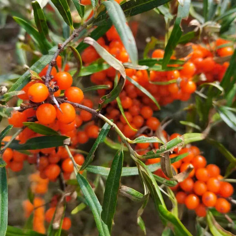 Grafted Sea Buckthorn Sapling: Superfood Berry Bush, Cold Hardy Edible Landscaping Plant