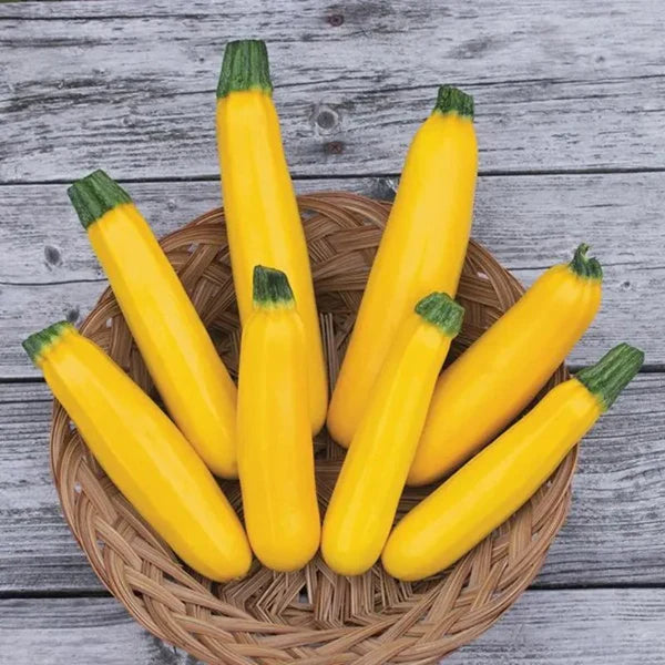 Golden Zucchini Seeds