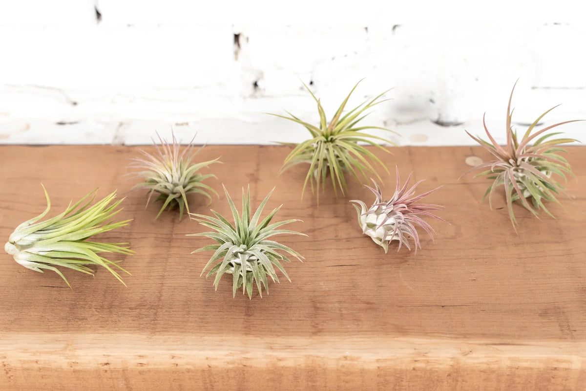 Tillandsia Ionantha Air Plant Combo Pack