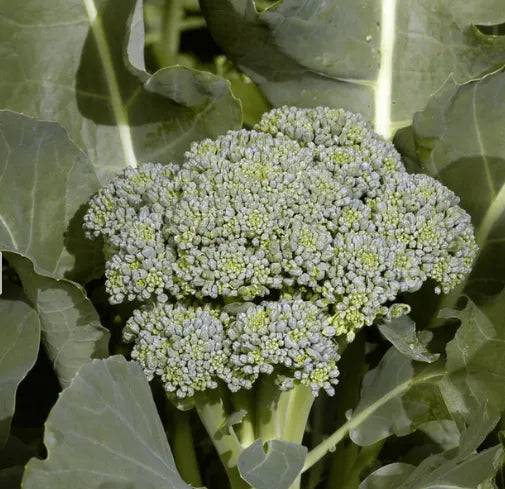 Broccoli Seeds