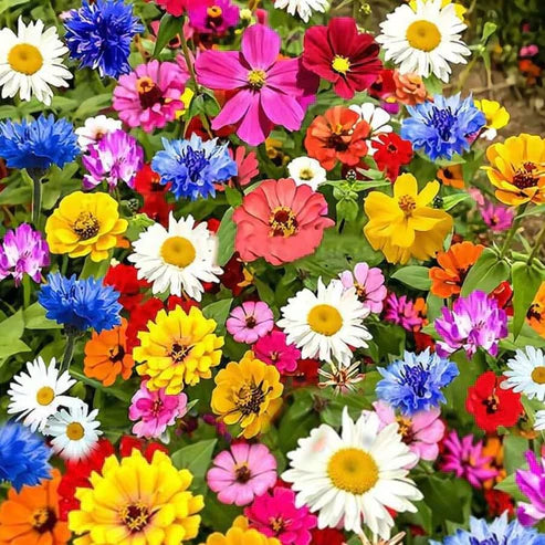 Wildflower Seed Mix