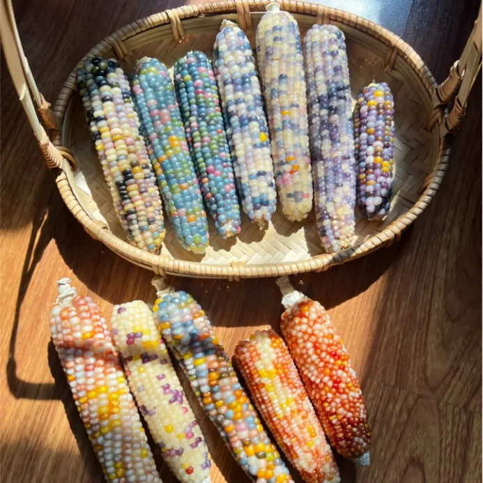 Decorative Corn Gem corn Seeds