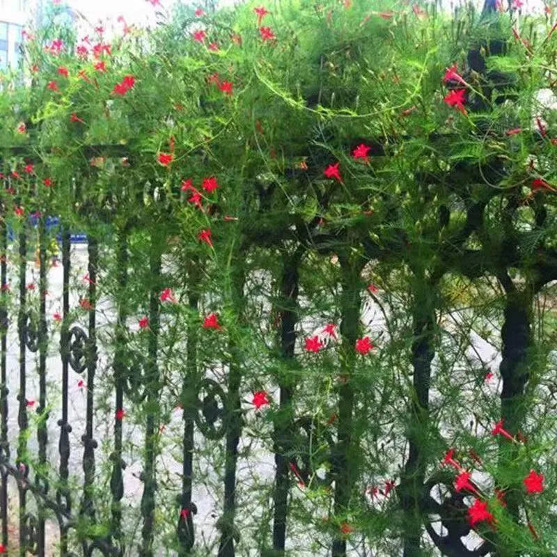 🌟 Cypress Vine – Star Flowers on a Lacy Green Carpet!