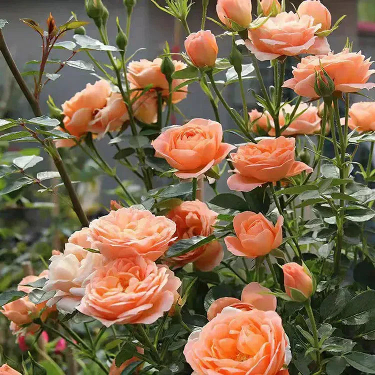 💐Beautiful Climbing Rose Seeds