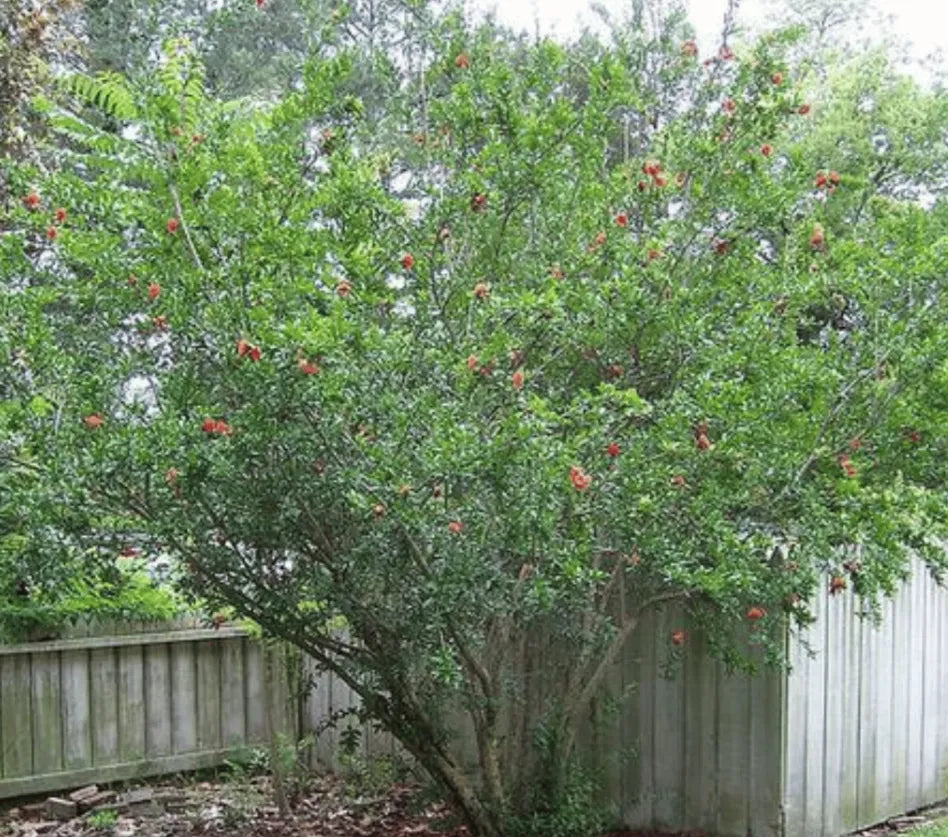 Pomegranate seeds