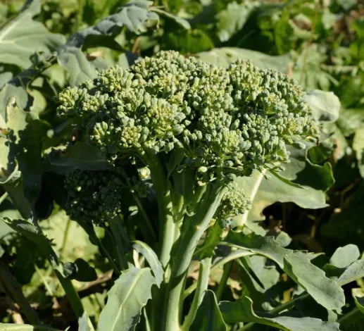 Broccoli Seeds