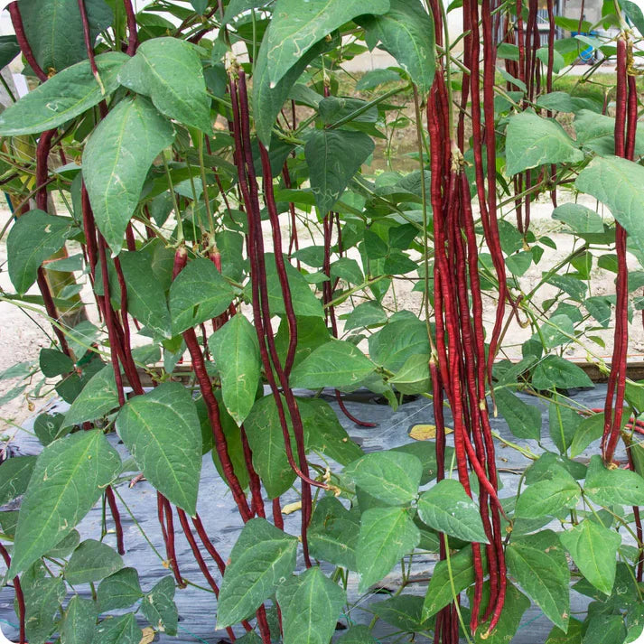 Red Noodle Bean Seeds