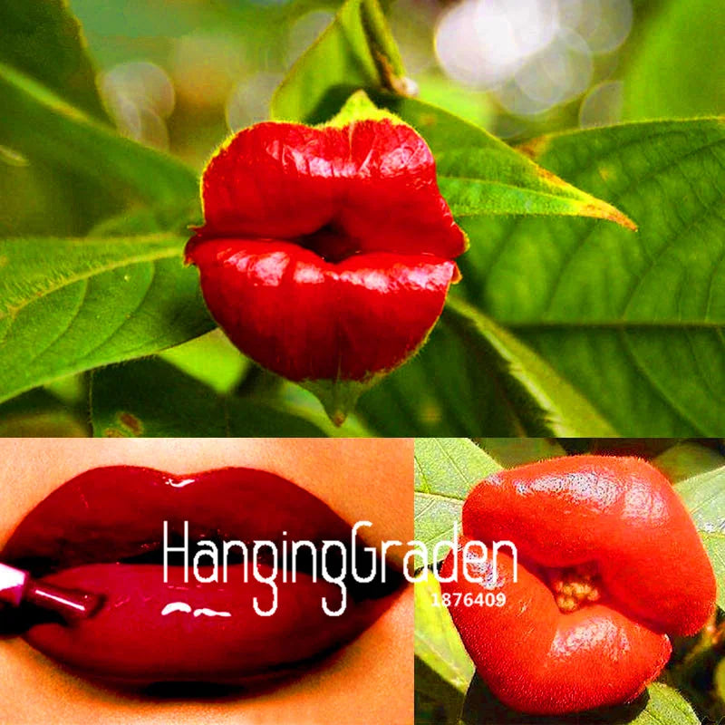 Red Lips Flower Psychotria Seeds