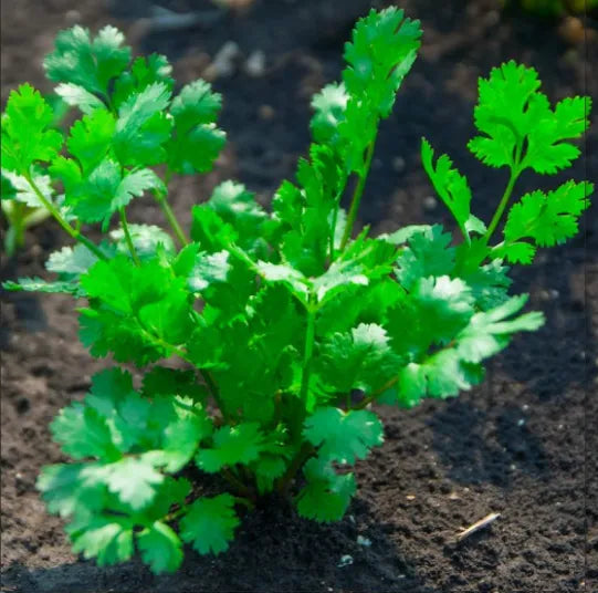 LEISURE CORIANDER CILANTRO SEEDS