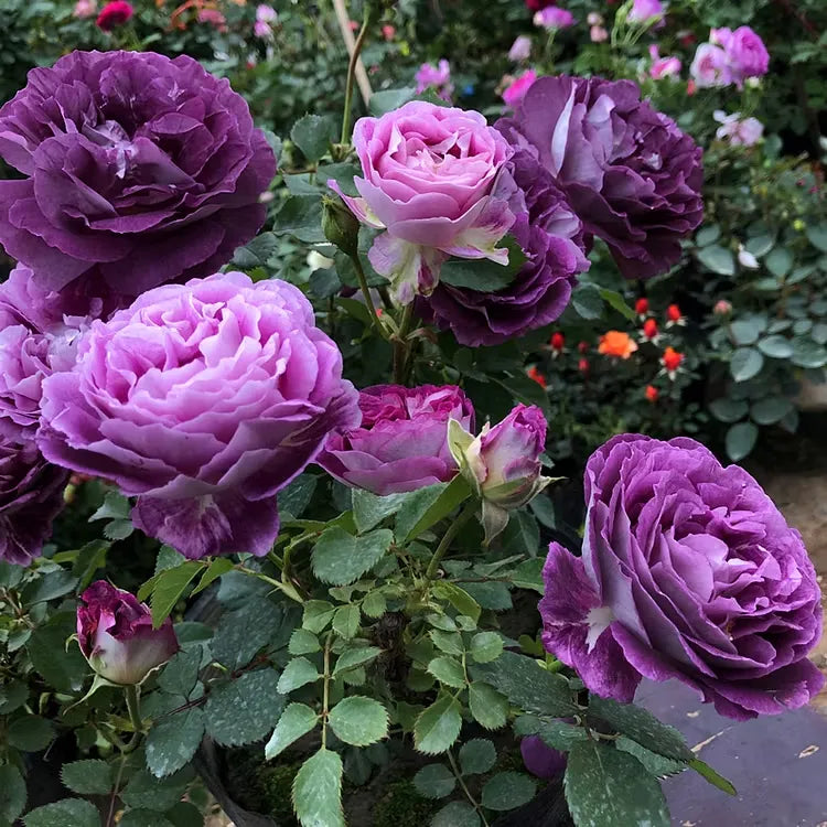 💐Beautiful Climbing Rose Seeds