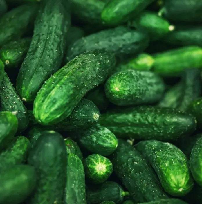 Spacemaster Cucumber Seeds