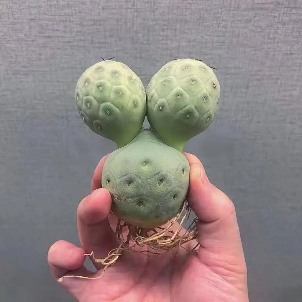 Three balls Tephrocactus geometricus cactus Succulent Home Bonsai