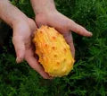 Kiwano Melon Seeds High Germination Organic Garden Seeds