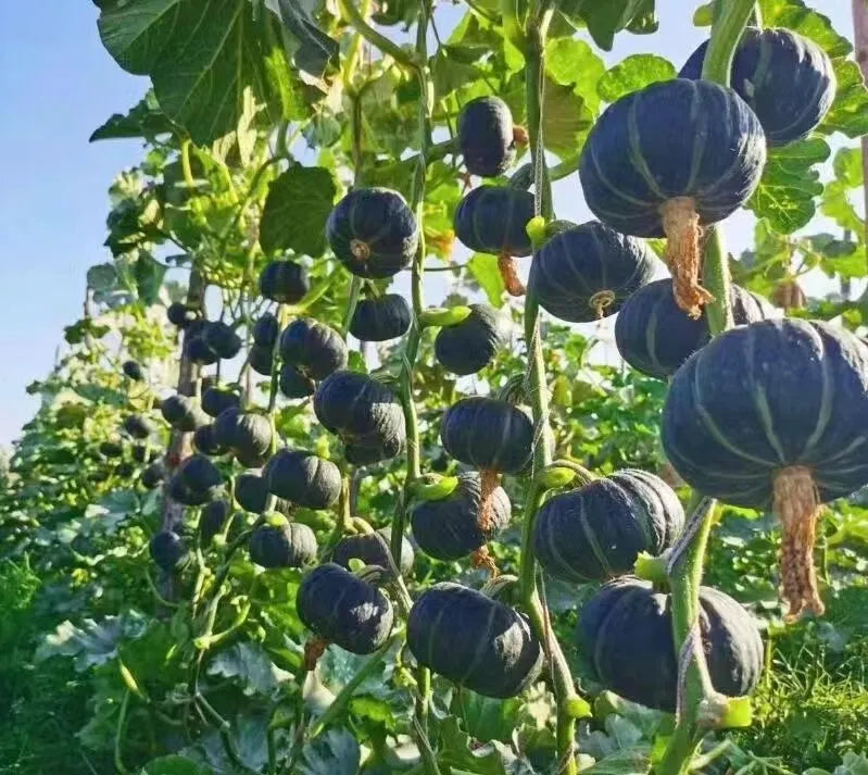 Nutritious Mini Squash seeds, Tasty & Versatile